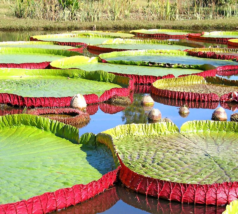 Kenilworth Aquatic Gardens