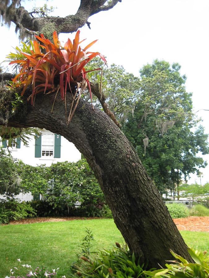 Sarasota Marie Selby Botanical Gardens