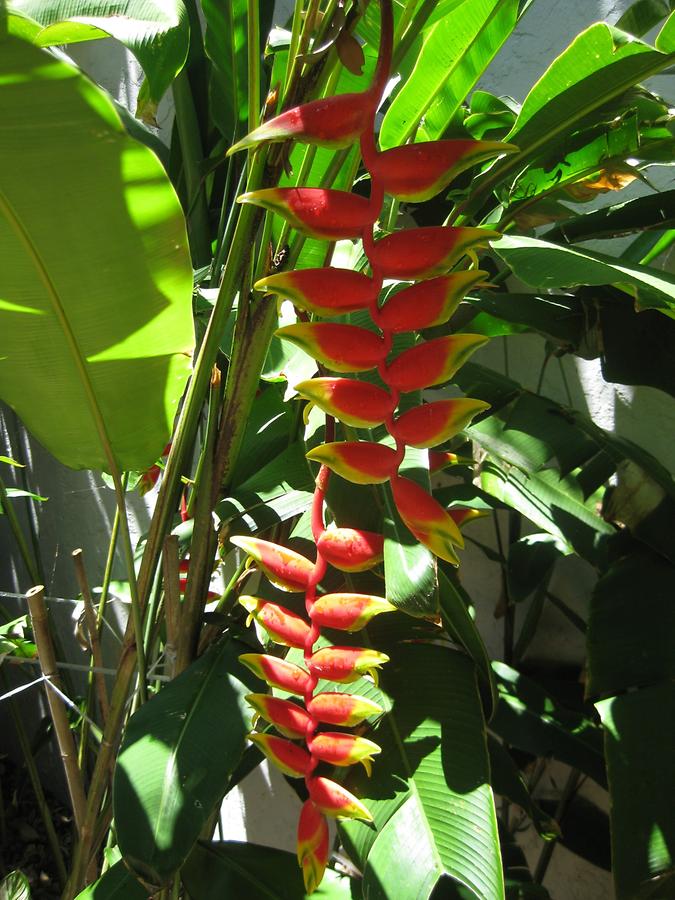 Sarasota Marie Selby Botanical Gardens