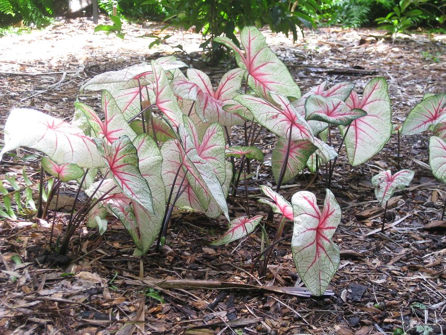 Sarasota Marie Selby Botanical Gardens