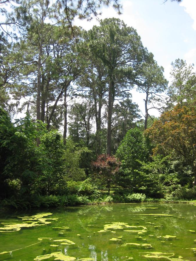 Tallahassee Alfred P. Maclay State Gardens