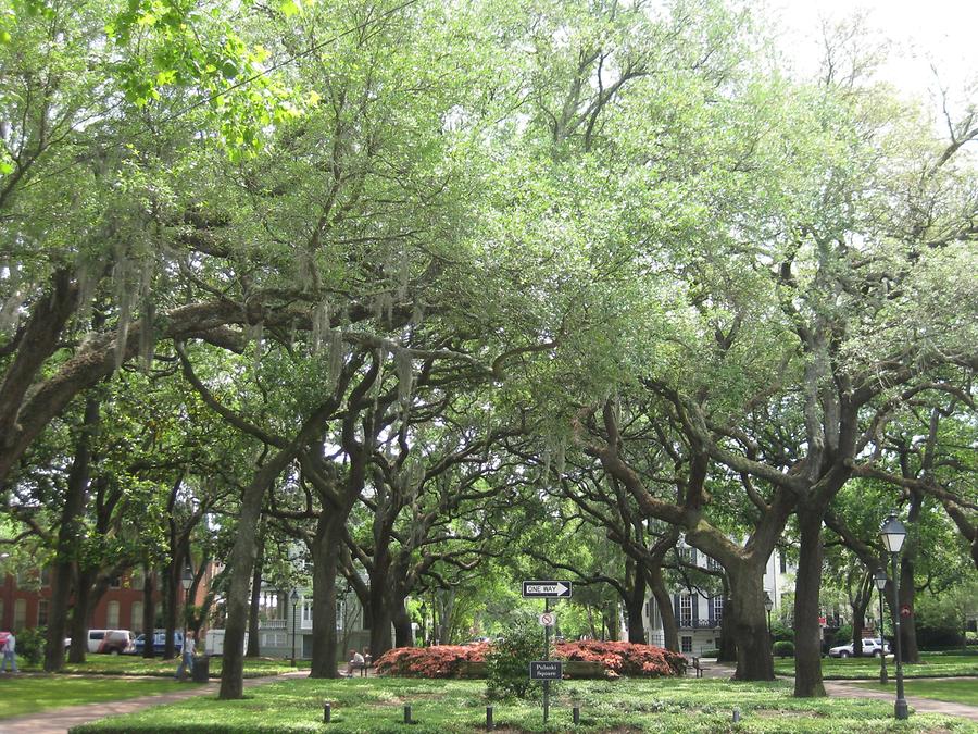 Savannah