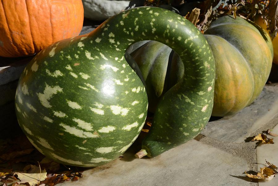 Dorset - Autumn Decoration