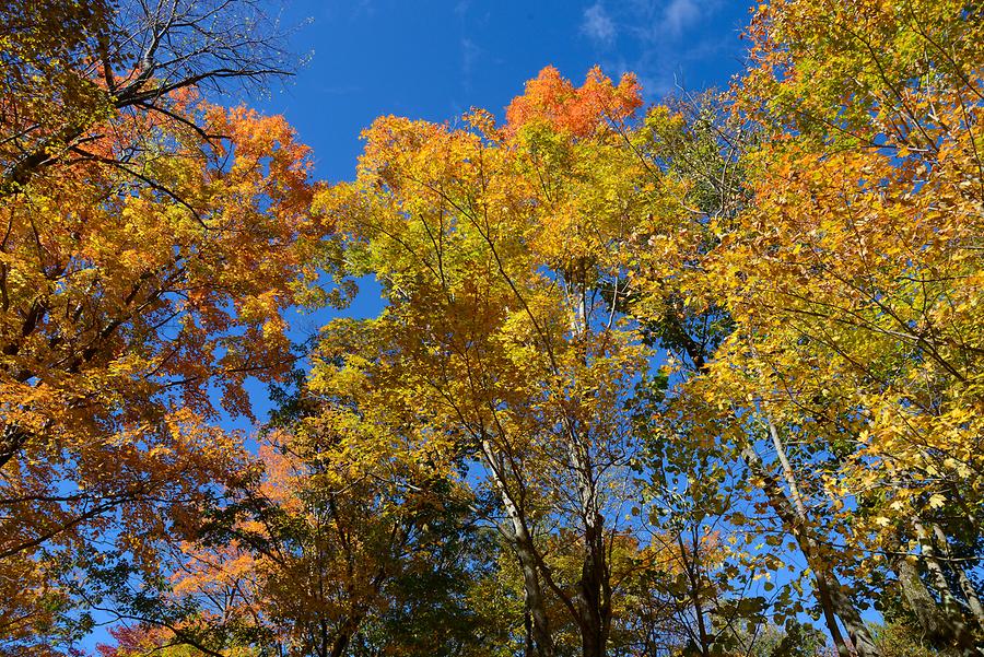 Green Mountains - Indian Summer