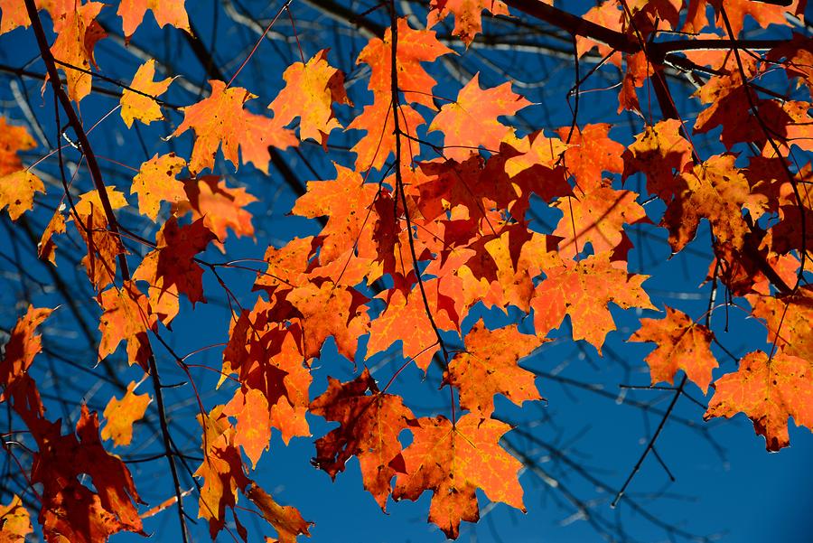 Green Mountains - Indian Summer