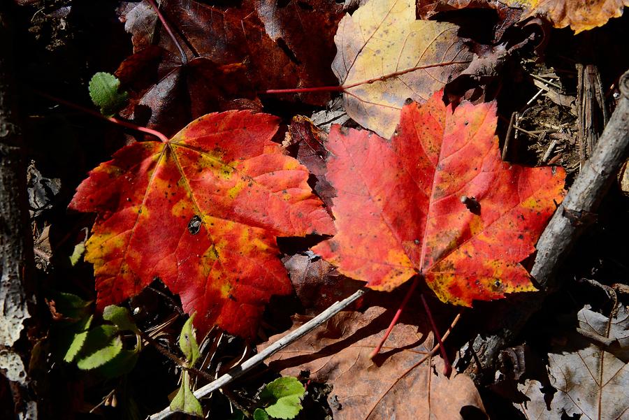 Green Mountains - Indian Summer