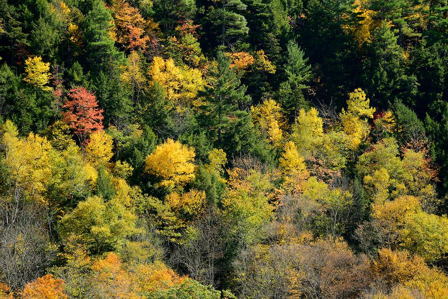 Green Mountains - Indian Summer