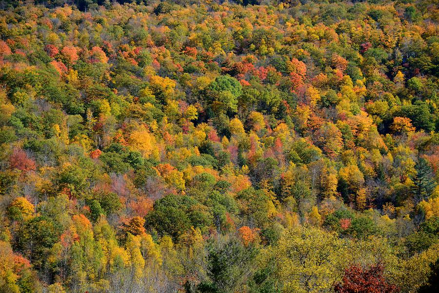 Green Mountains - Indian Summer