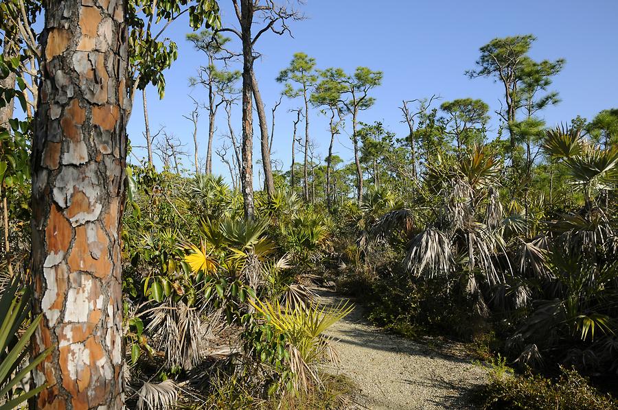 Big Pine Key - National Key Deer Refuge
