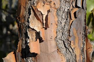 Big Pine Key - National Key Deer Refuge; Bark