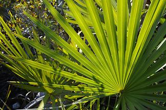 Big Pine Key - National Key Deer Refuge; Palm Leaf