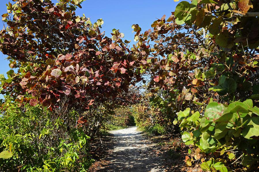 Big Pine Key - Vegetation