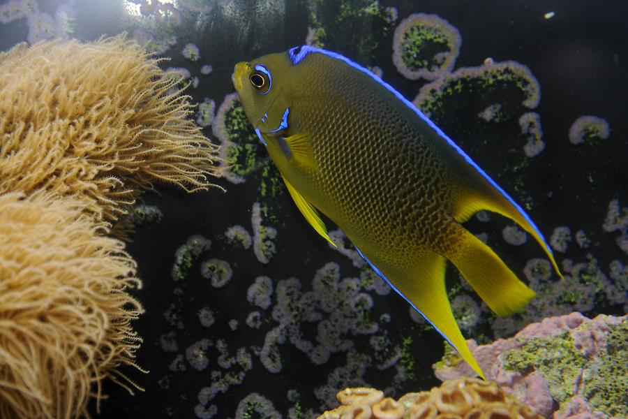 Key West - Aquarium; Corals