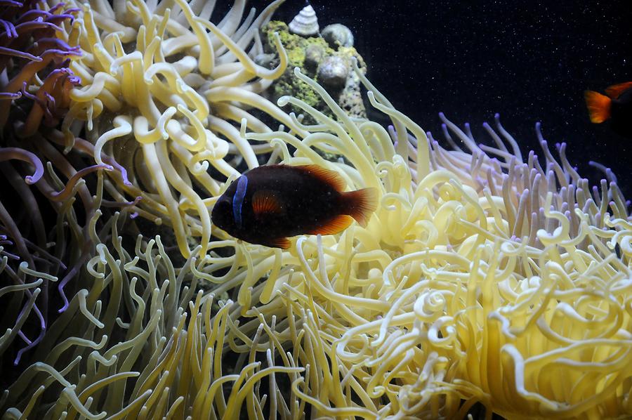 Key West - Aquarium; Corals