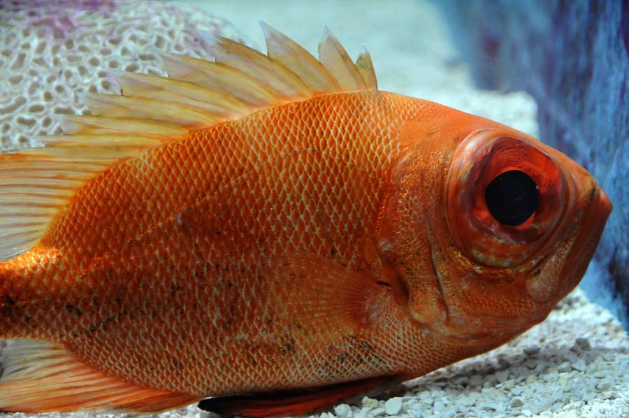 Key West - Aquarium; Fish