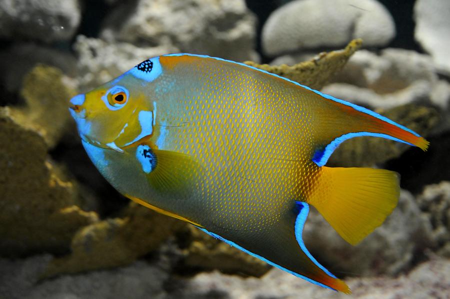 Key West - Aquarium; Fish