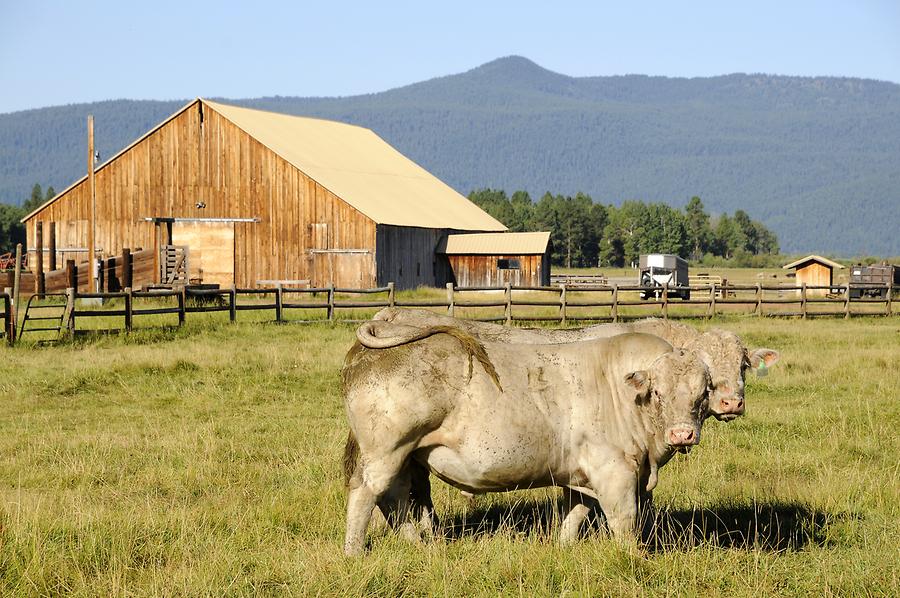 Californian Ranching