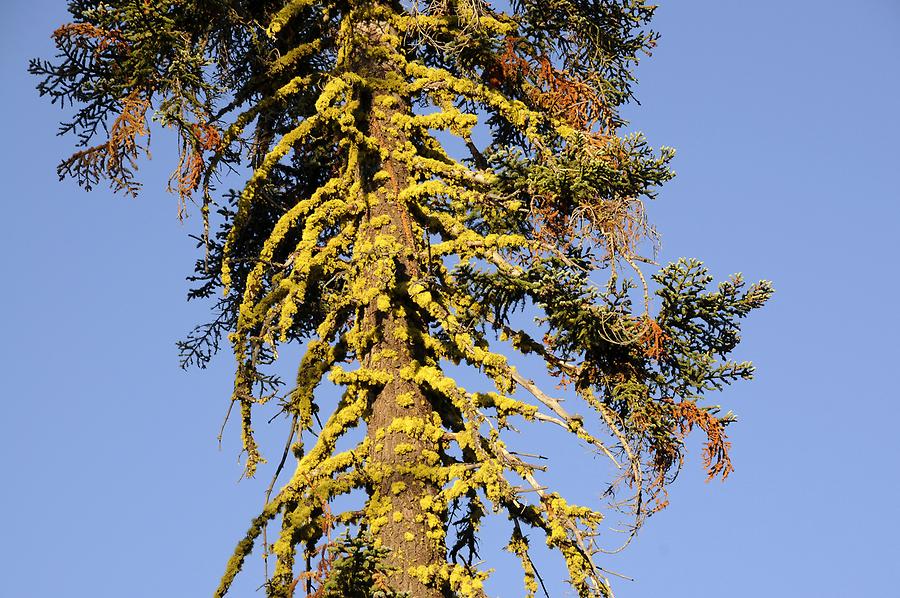 Lassen Volcanic National Park - Near Juniper Lake