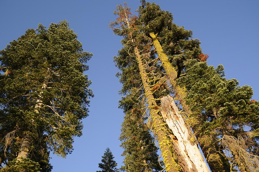 Lassen Volcanic National Park - Near Juniper Lake