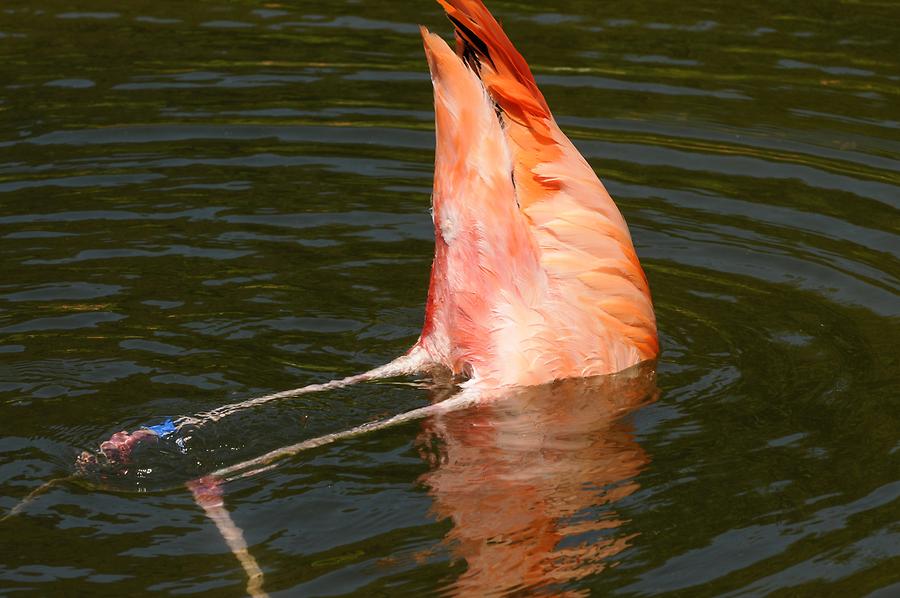 Jungle Island Eco-Adventure Park - Flamingo