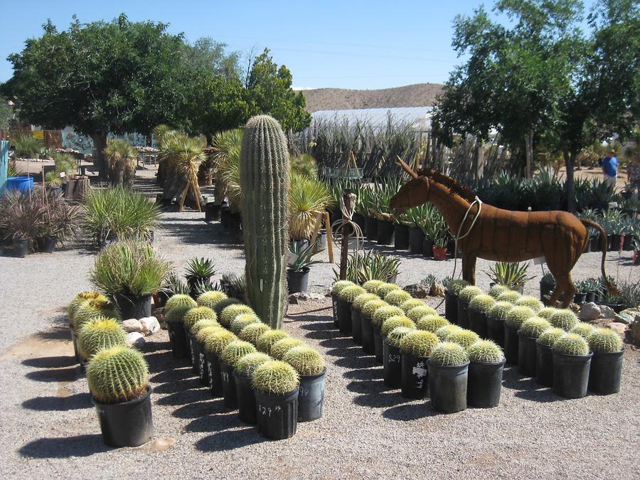 Blue Diamond Cactus Joe&#39;s Nursery