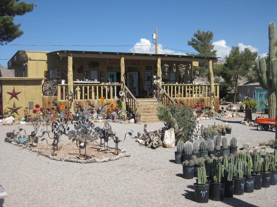 Blue Diamond Cactus Joe&#39;s Nursery