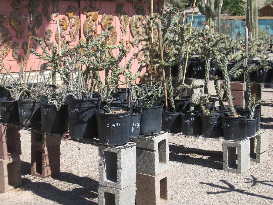 Blue Diamond Cactus Joe&#39;s Nursery