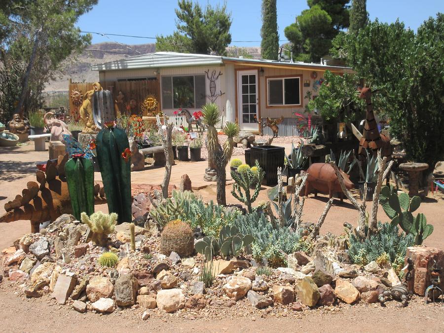 Blue Diamond - Cactus Joe's Blue Diamond Nursery