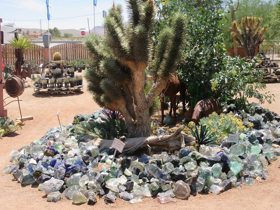 Blue Diamond - Cactus Joe's Blue Diamond Nursery