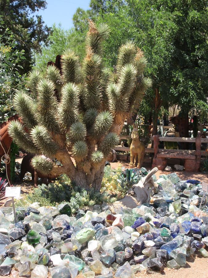 Blue Diamond - Cactus Joe's Blue Diamond Nursery