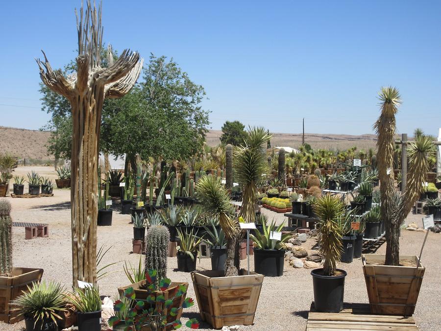 Blue Diamond - Cactus Joe's Blue Diamond Nursery