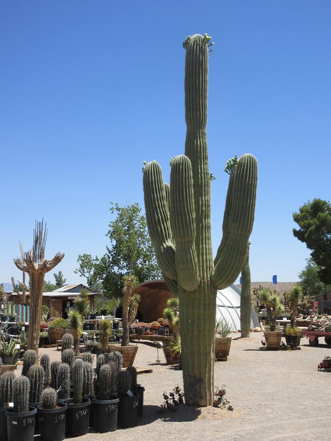 Blue Diamond - Cactus Joe's Blue Diamond Nursery