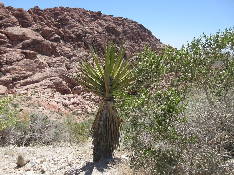 Red Rock Canyon