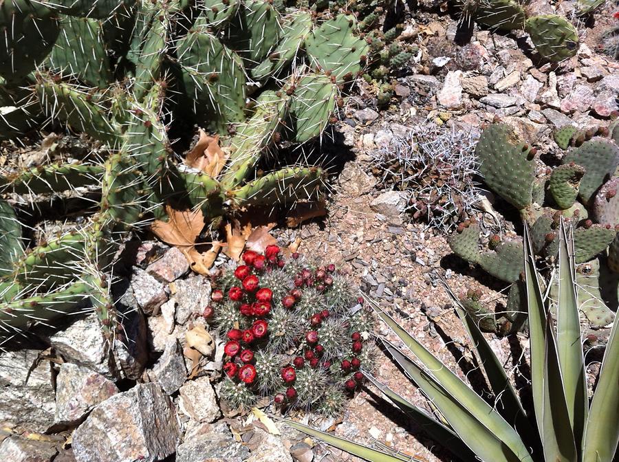 Santa Fe - Eldorado Community Center Garden