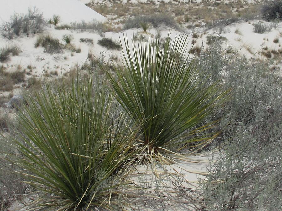 White Sands National Monumnet