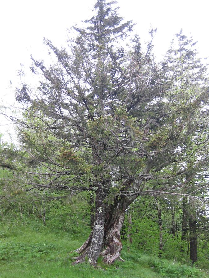 Great Smoky Mountains