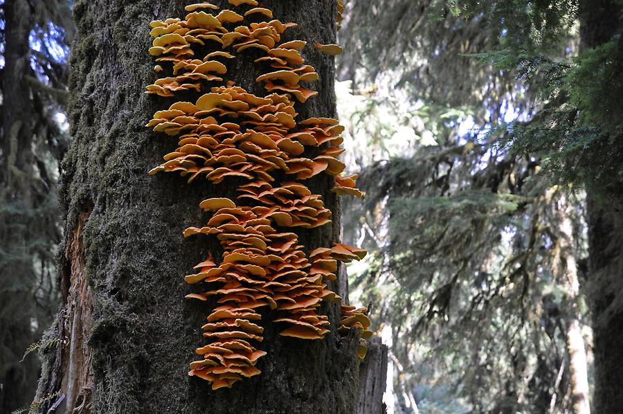 Hoh Rainforest - Agaric