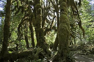 Hoh Rainforest (1)