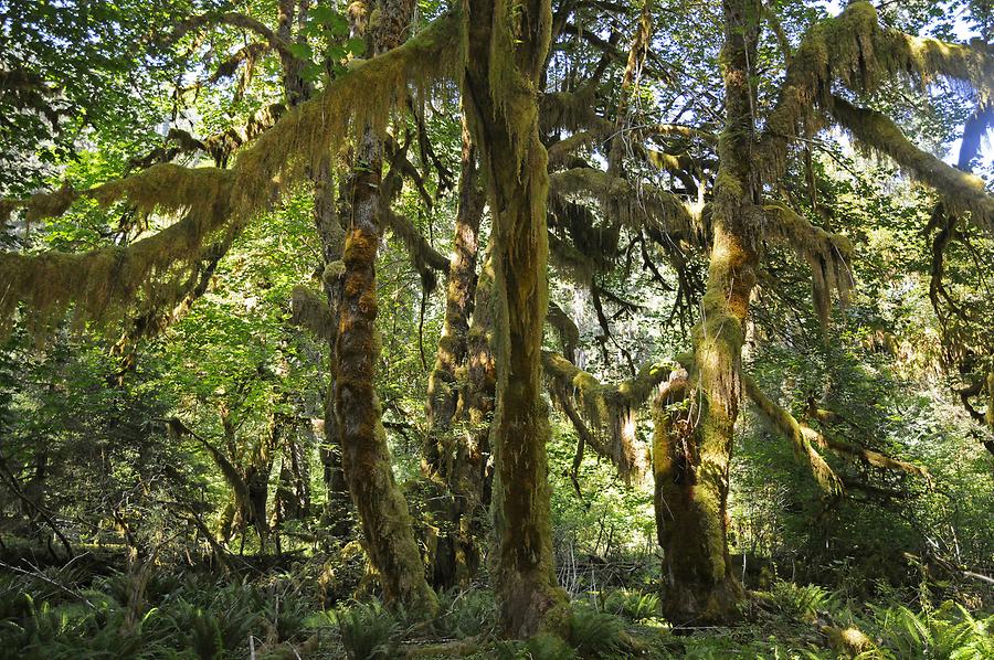 Hoh Rainforest