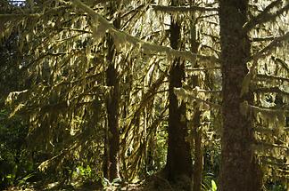 Hoh Rainforest (4)