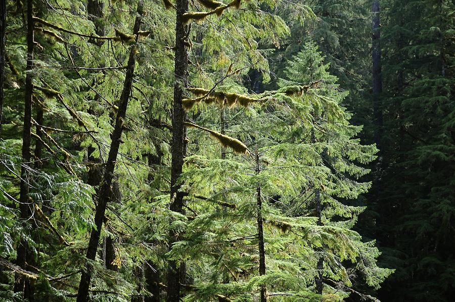 Hoh Rainforest