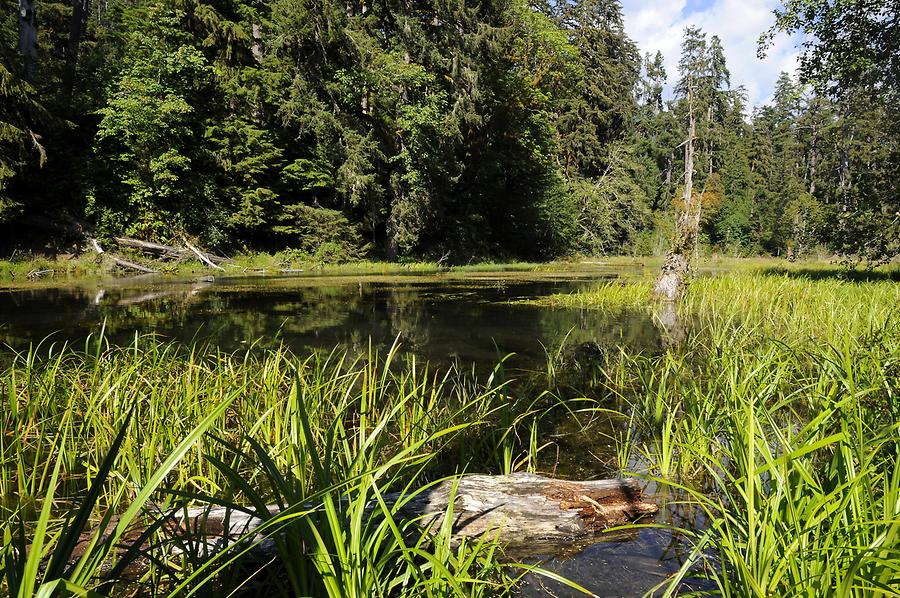 Hoh Rainforest