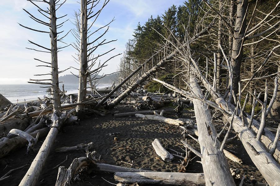 Rialto Beach - Driftwood