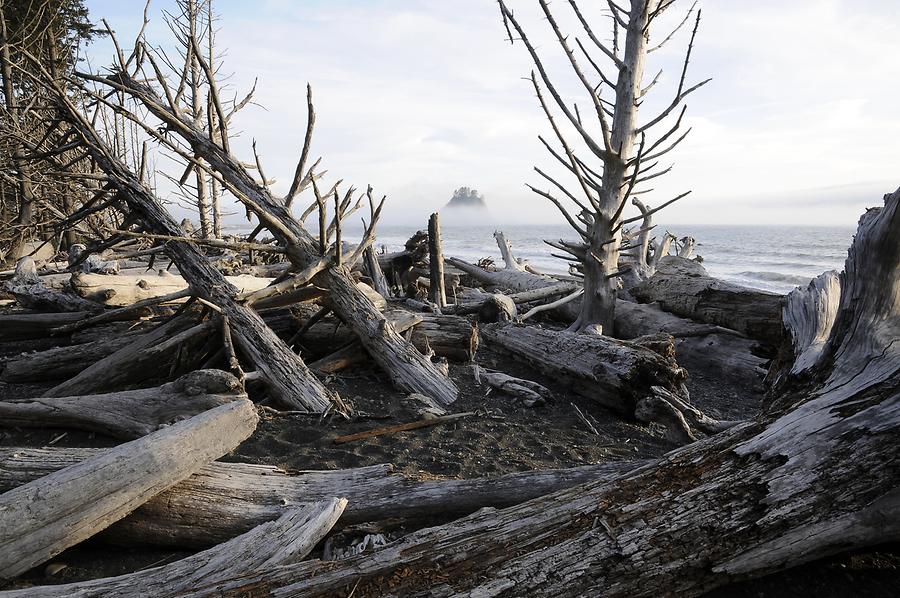 Rialto Beach - Driftwood