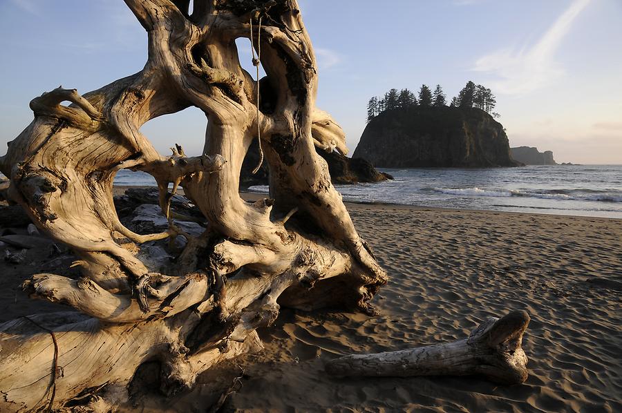 Second Beach - Driftwood