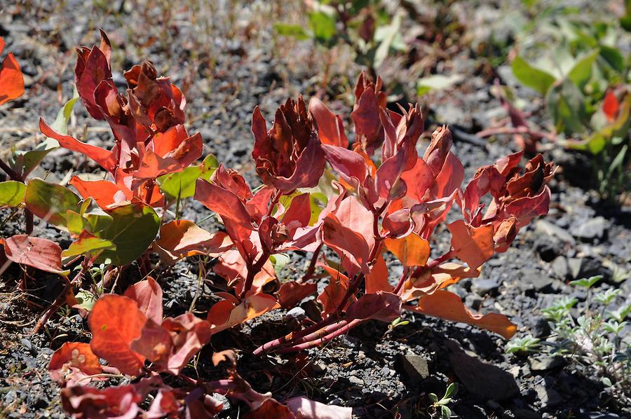 Crater Lake National Park - Vegetation