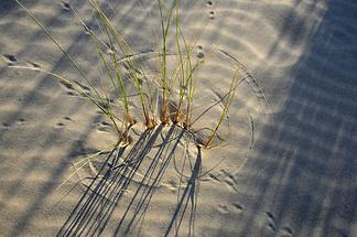 Oregon Dunes National Recreation Area - Vegetation (1)