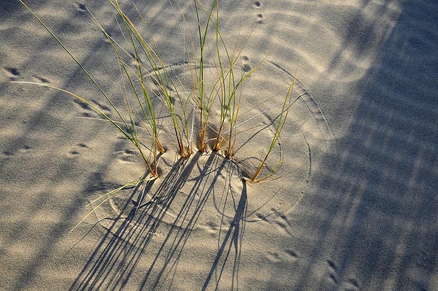 Oregon Dunes National Recreation Area - Vegetation