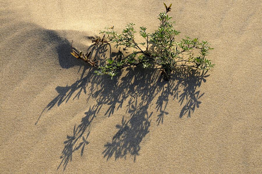 Oregon Dunes National Recreation Area - Vegetation