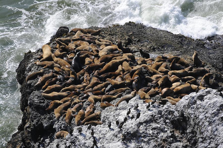 Sea Lions near Heceta Head Lighthouse